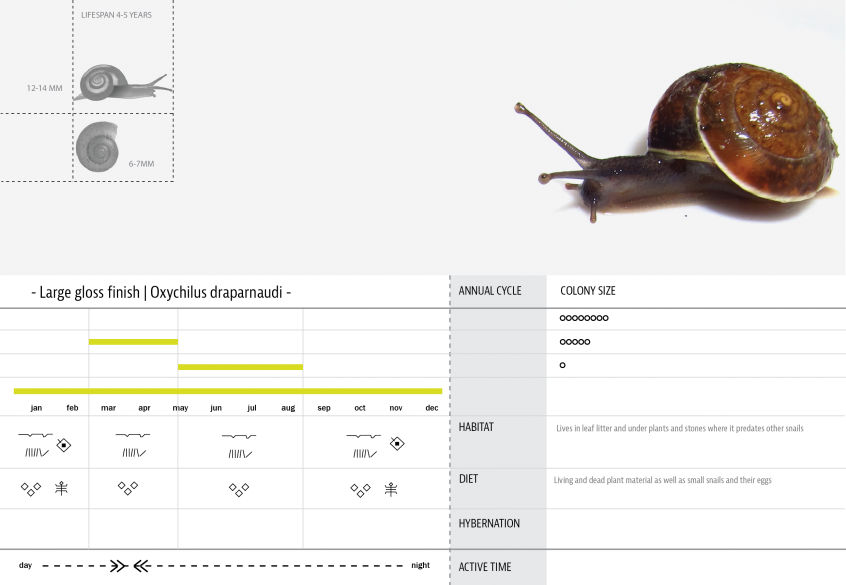 Products hyperbody 05 snails.png