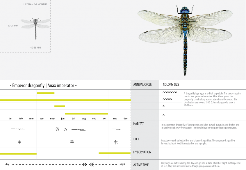 Products hyperbody 05 dragonfly.png